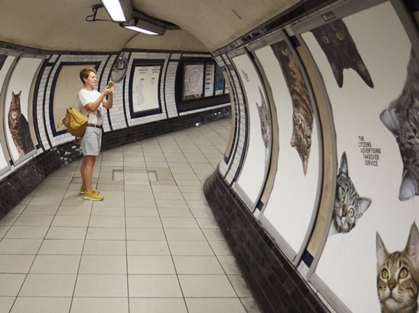 In London, at the underground station, advertising was replaced by cats. - cat, Metro, Advertising