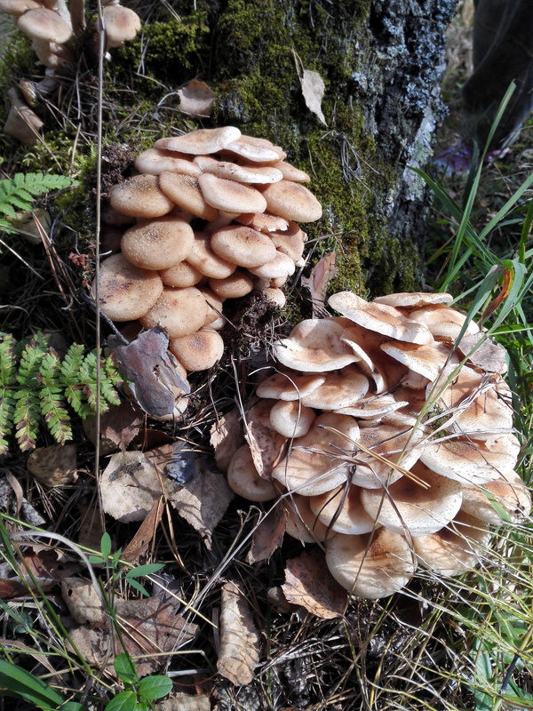 mushroom mushrooms - Longpost, Autumn, Honey mushrooms, Mushrooms, My