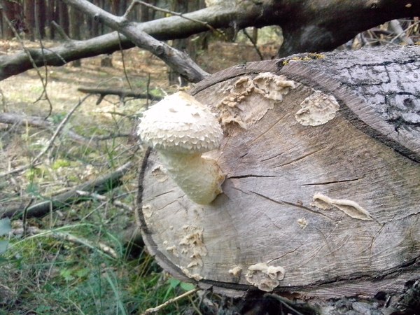 Just a beautiful mushroom - Forest, Mushrooms, Silent hunt, Photo on sneaker, My, Photo