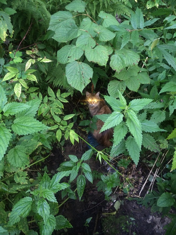 Call of the jungle - My, Summer, cat, Jungle