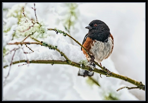 First snow - Birds, Snow, Winter, The photo