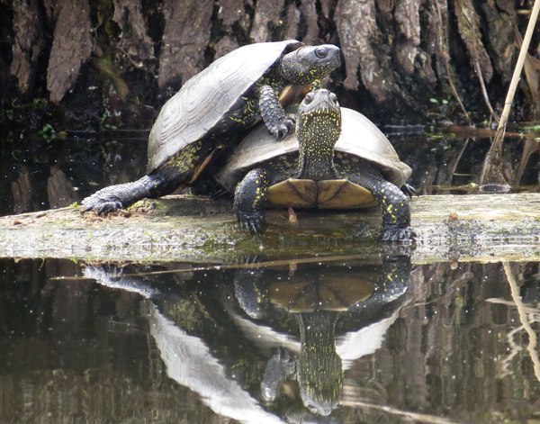 Bog turtle doesn't need your help - My, Bog turtle, Turtle, Reptiles, Terrariumistics, Longpost