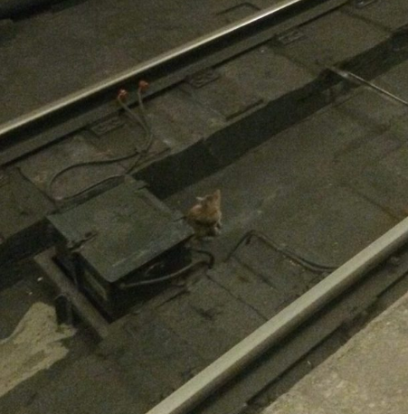 Indifference in the Moscow Metro - Animals, Incident