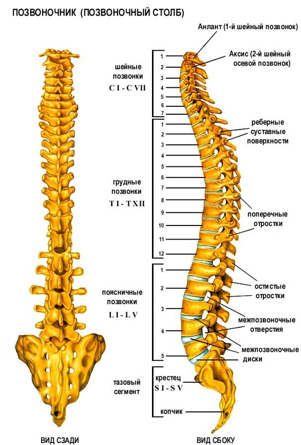 Spine health. - Musculoskeletal system, Spine, , Longpost