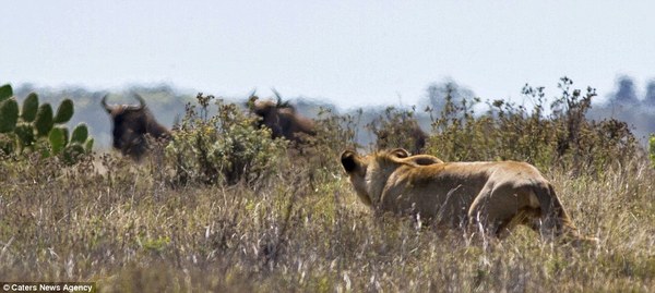 Epic battle - Africa, Animals, Wildebeest, a lion, Longpost