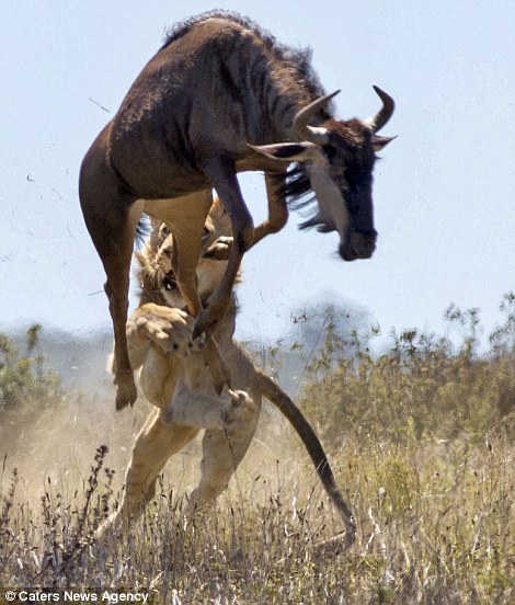 Epic battle - Africa, Animals, Wildebeest, a lion, Longpost