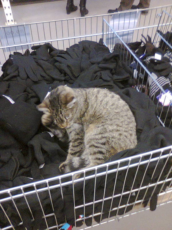 The cat in the supermarket has found its place. - Supermarket, cat, My, Longpost, Simferopol