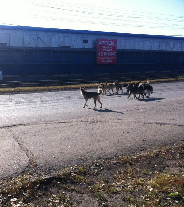 Autumn...dogs migrate south) - My, Dog, 