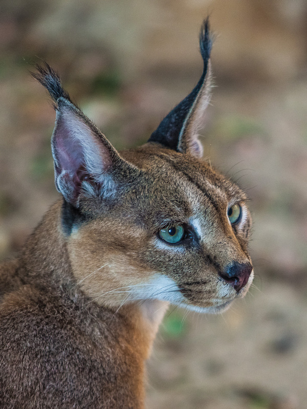 Caracal - My, Caracal, cat