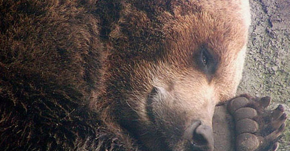 Там медведи. Бурый медведь в спячке. Медведь сосущий лапу в берлоге.