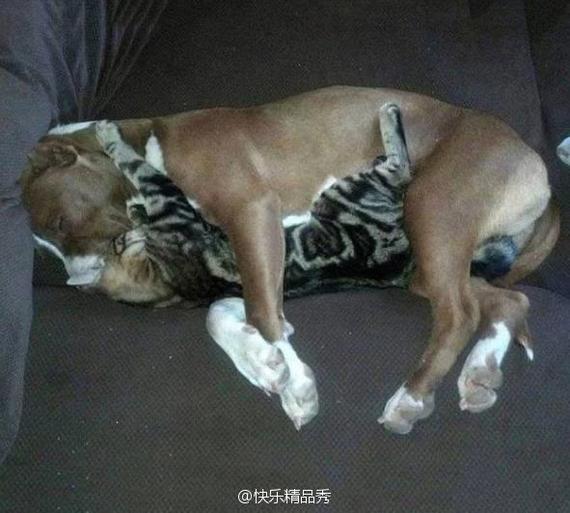 turn on the heat faster - cat, Dog, Warmer together