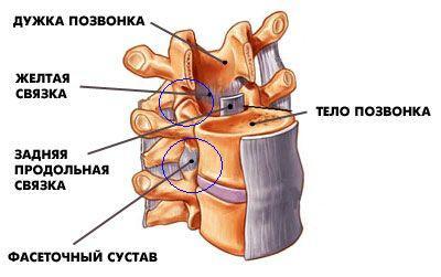 Spine health 2 - Musculoskeletal system, Spine, Longpost
