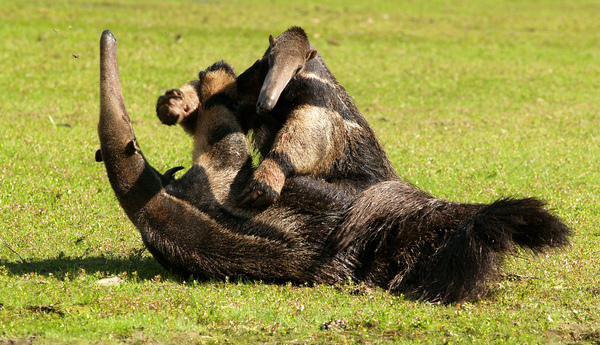 Схватка двух муравьедов