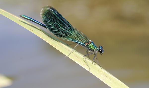 Dragonfly beauty (Calopteryx splendens) - Nature, Dragonfly, Macro photography, Macro, Summer, My, Photo