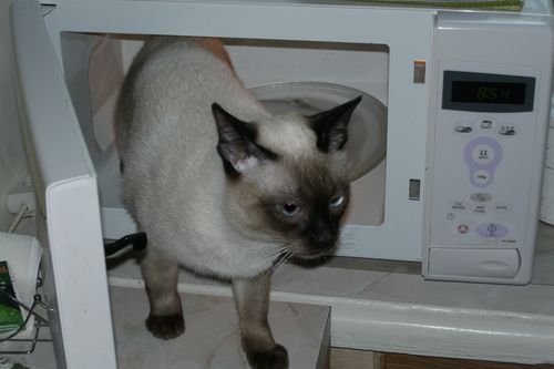 Have you heard of the Siamese bath? - Animals, Humor, Microwave, Bath, Siamese cat, cat, My