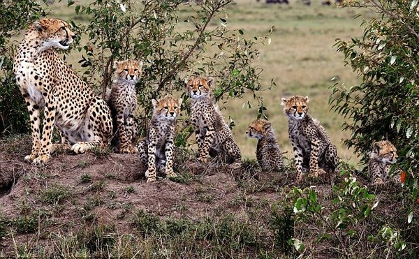 Mom and six tomboys - Animals, Cheetah, , Longpost