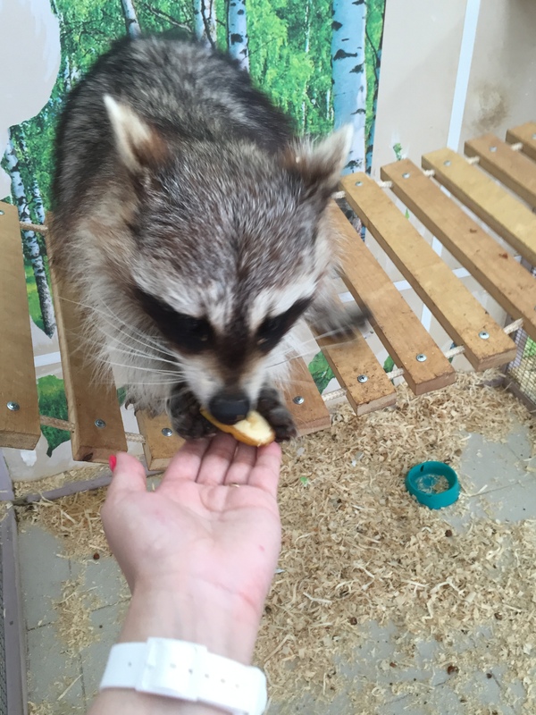 Petting zoo Forest Fairy Tale city of Shatura - My, Contact zoo, Shatura, Syrian hamster, Raccoon, Ferret, Kid, Longpost