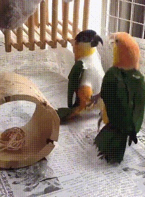 , ,   