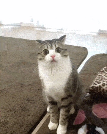 ?!  , ?!