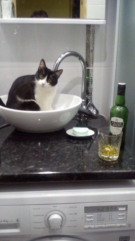 Friday - My, cat, Alcohol