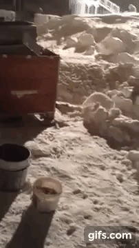 Полный песец