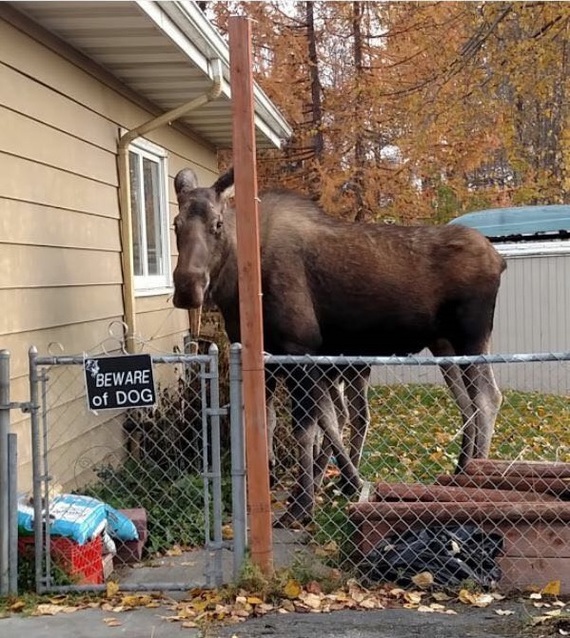 Does anyone know what breed this is? - Dog, Elk