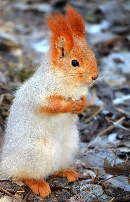 I have a new coat - Squirrel, Color