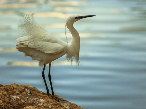 Little egret - My, Heron, Egret, Birds