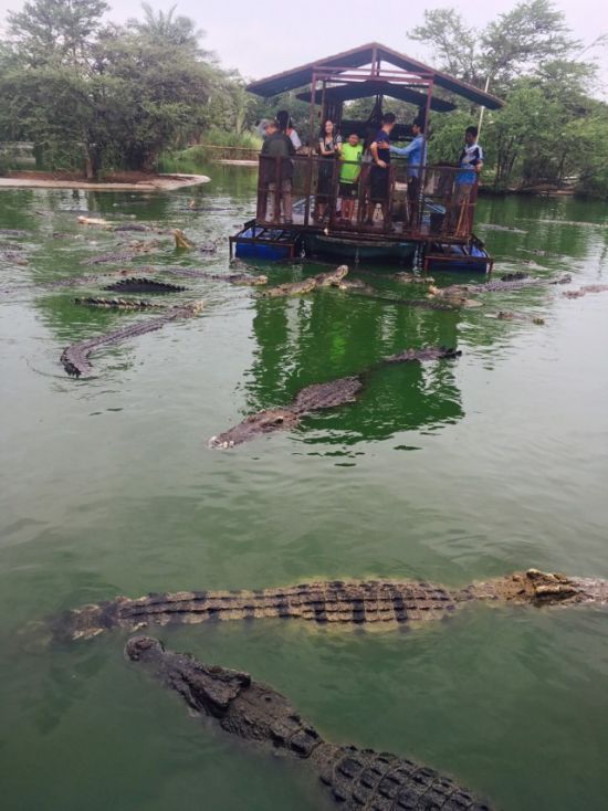 Dangerous journey - Photo, Crocodile, Raft, Crocodiles