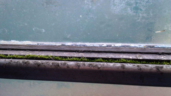 Moss in a trolleybus - My, Trolleybus, Moscow, 21 century, Moss