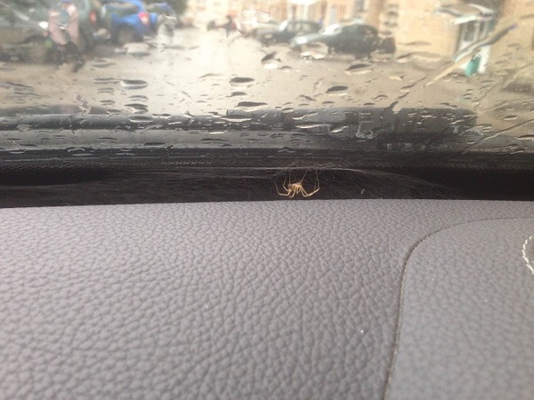 The car sat for a week and... - My, Spider, Autumn