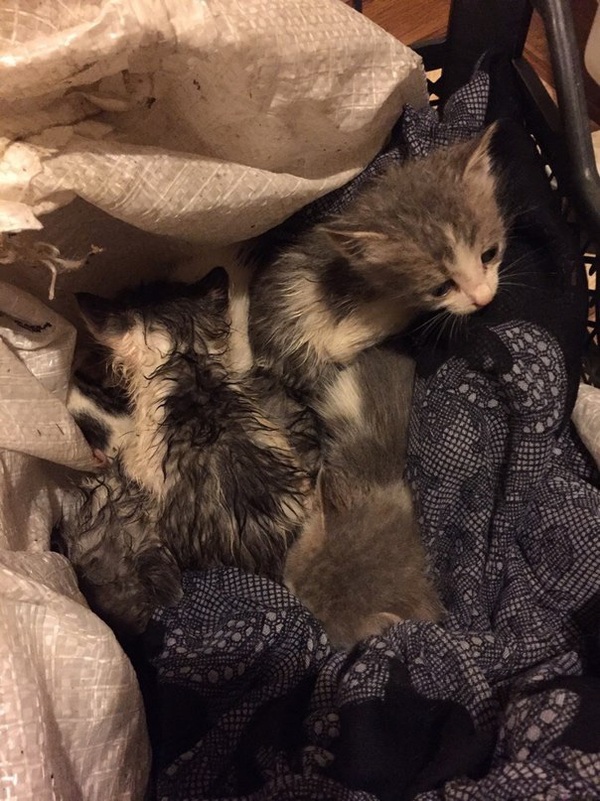 Need help and support! - , Cats and kittens, Kazan, Help, Longpost, cat