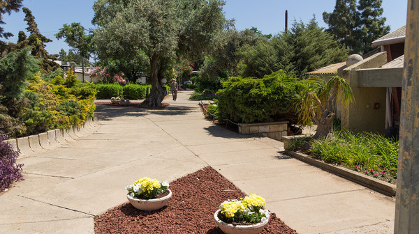 Israeli collective farm - Village, , Israel, Kibbutz, Longpost