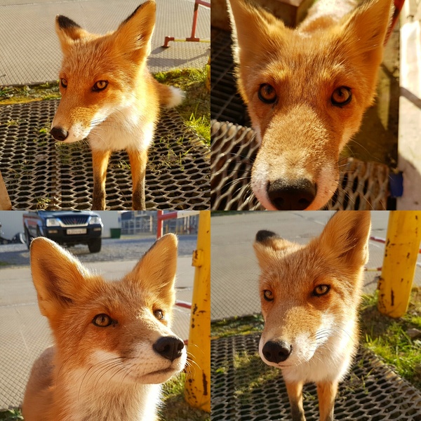 Shift foxes. - My, Photo, Watch, Fox
