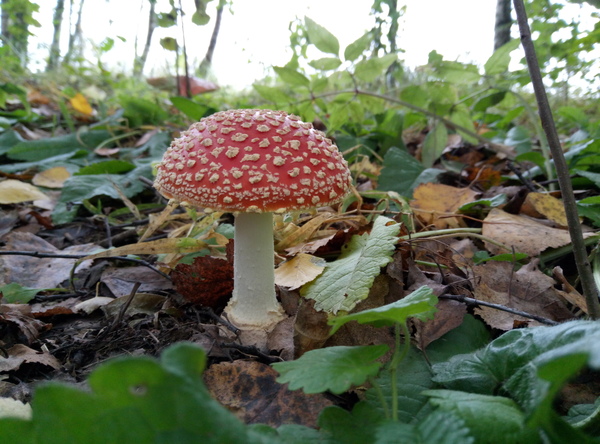 Just fly agaric - Fly agaric, Mushrooms, My, Dacha, The nature of Russia