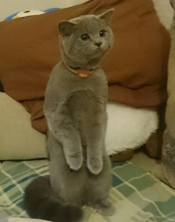 When your cat is a bit of a meerkat) - My, cat, Oddities, Meerkat