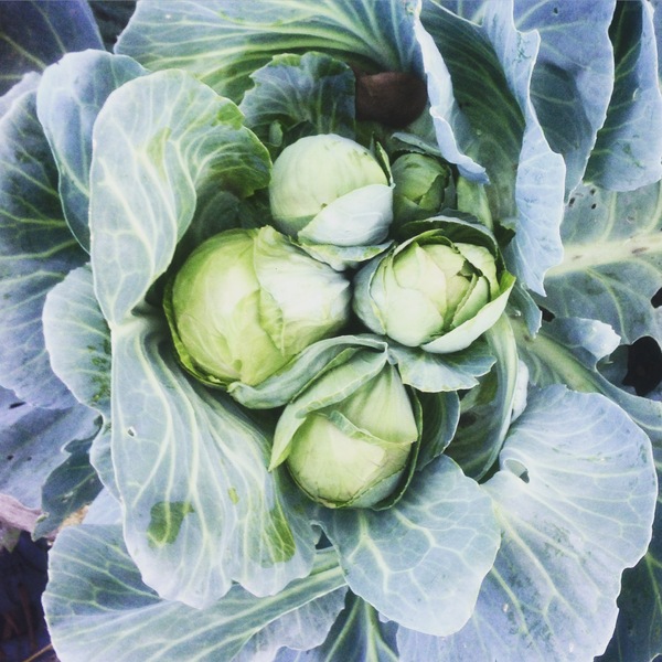 mutant cabbage - My, Cabbage, Vegetables, Garden, Mutant