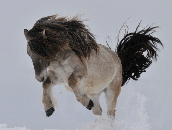 Just a photo of a beautiful Yakut horse - Horses, beauty, The photo, Snow, Yakutia