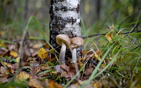 Boletus. - Photo, Nature, Mushrooms, Birch