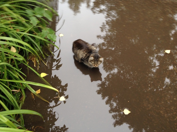 Nothing unusual, just a cat sitting in a puddle - My, cat, Puddle, Seasonal exacerbation