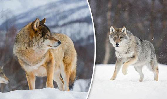 In Norway, they are going to exterminate the wolves - news, Longpost, Animals, Wolf, Murder, Norway