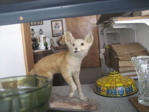 Failed work of taxidermists - Taxidermy, Work, Scarecrow, Longpost