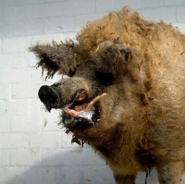 Failed work of taxidermists - Taxidermy, Work, Scarecrow, Longpost