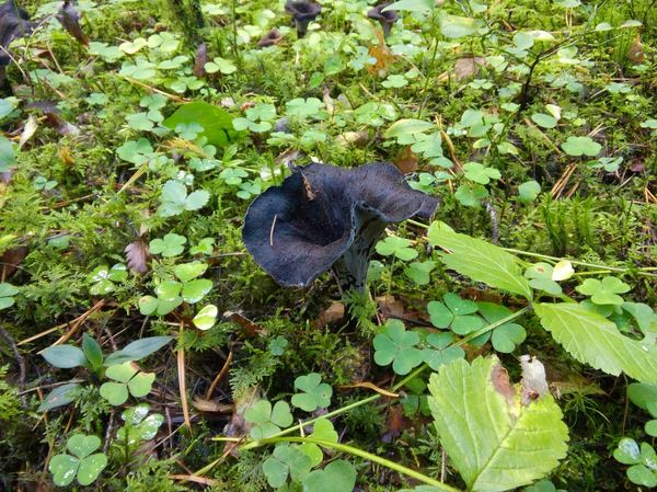 Post about mushrooms (black chanterelles) - My, Mushrooms, Miracle Mushrooms, , , Nature, , Longpost, Silent hunt