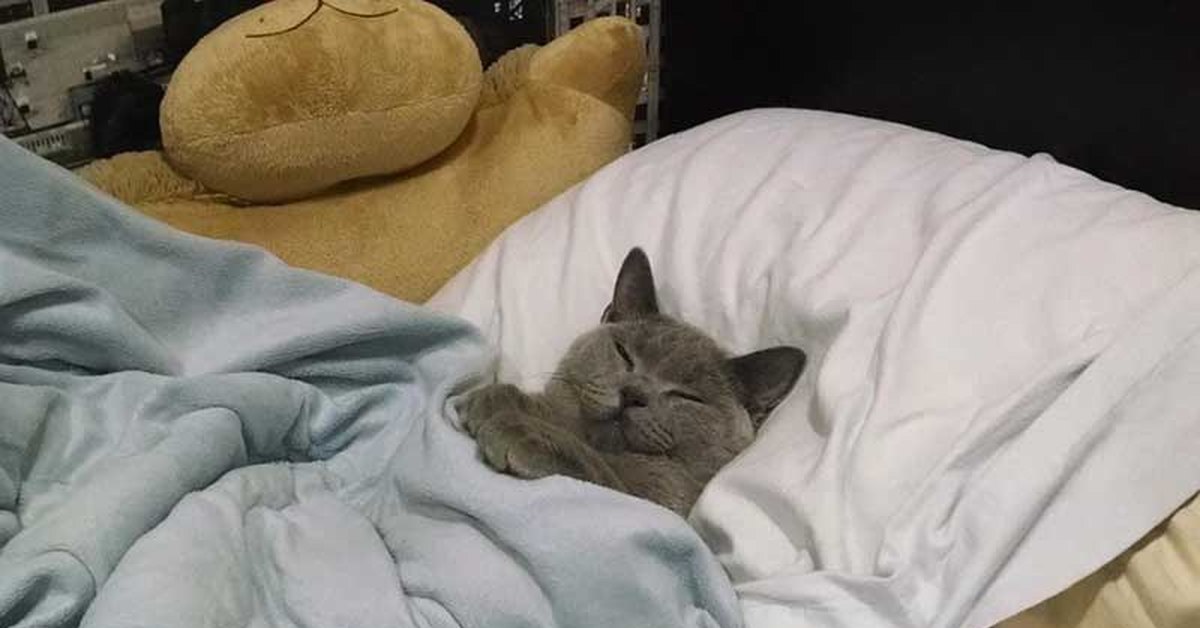Пойдешь в комнату спать. Кот лежит под одеялом. Толстый кот под одеялом. Кот дрыхнет.