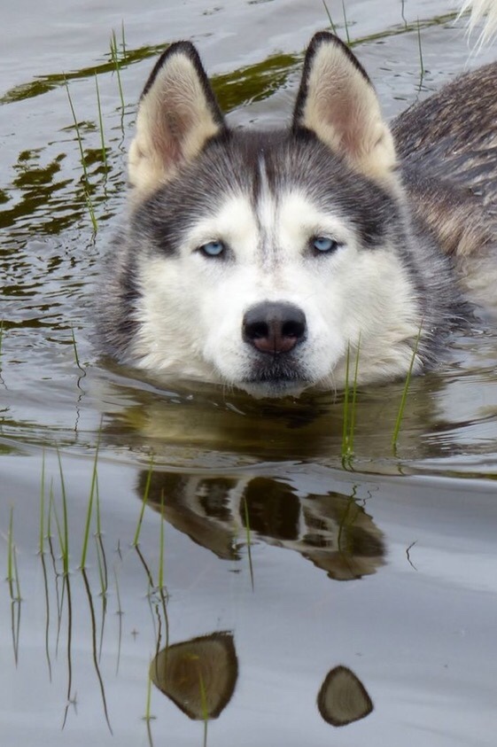 - What do you mean get out? I'm comfortable here too. - Dog, Husky, Bathing, Water