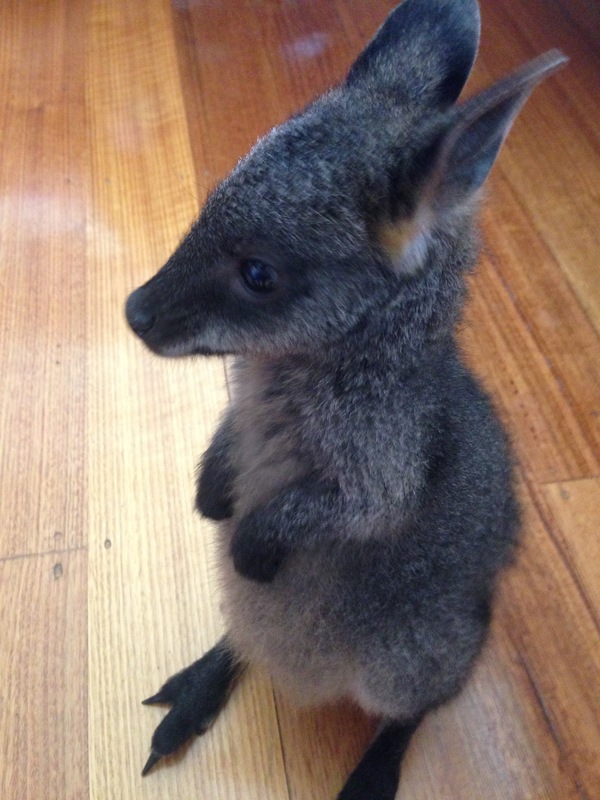 Baby wallaby (small kangaroo type) without a tail, we found in the store. - My, Kangaroo, Australia, Animals, Milota, Photo, Longpost