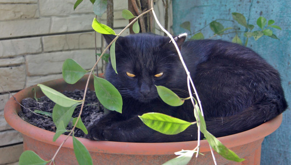 Ficus keeper dissatisfied - My, cat, Photo, Ficus, Botanical Garden, Fiesta, Paparazzi, Vladivostok