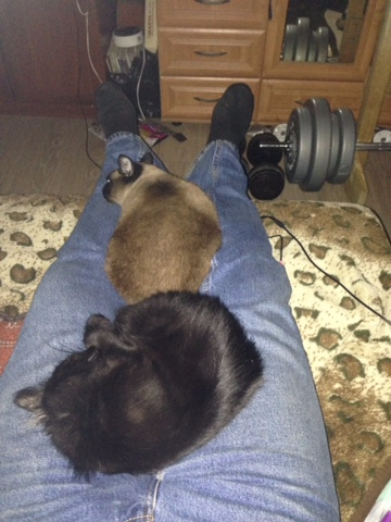 How I watch TV. These are right there. And don't move. - My, cat, Pet, Pets