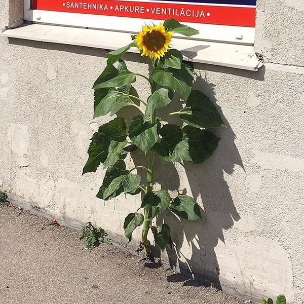 To the post about the sunflower sprouting on the sidewalk - Sunflower, My, My